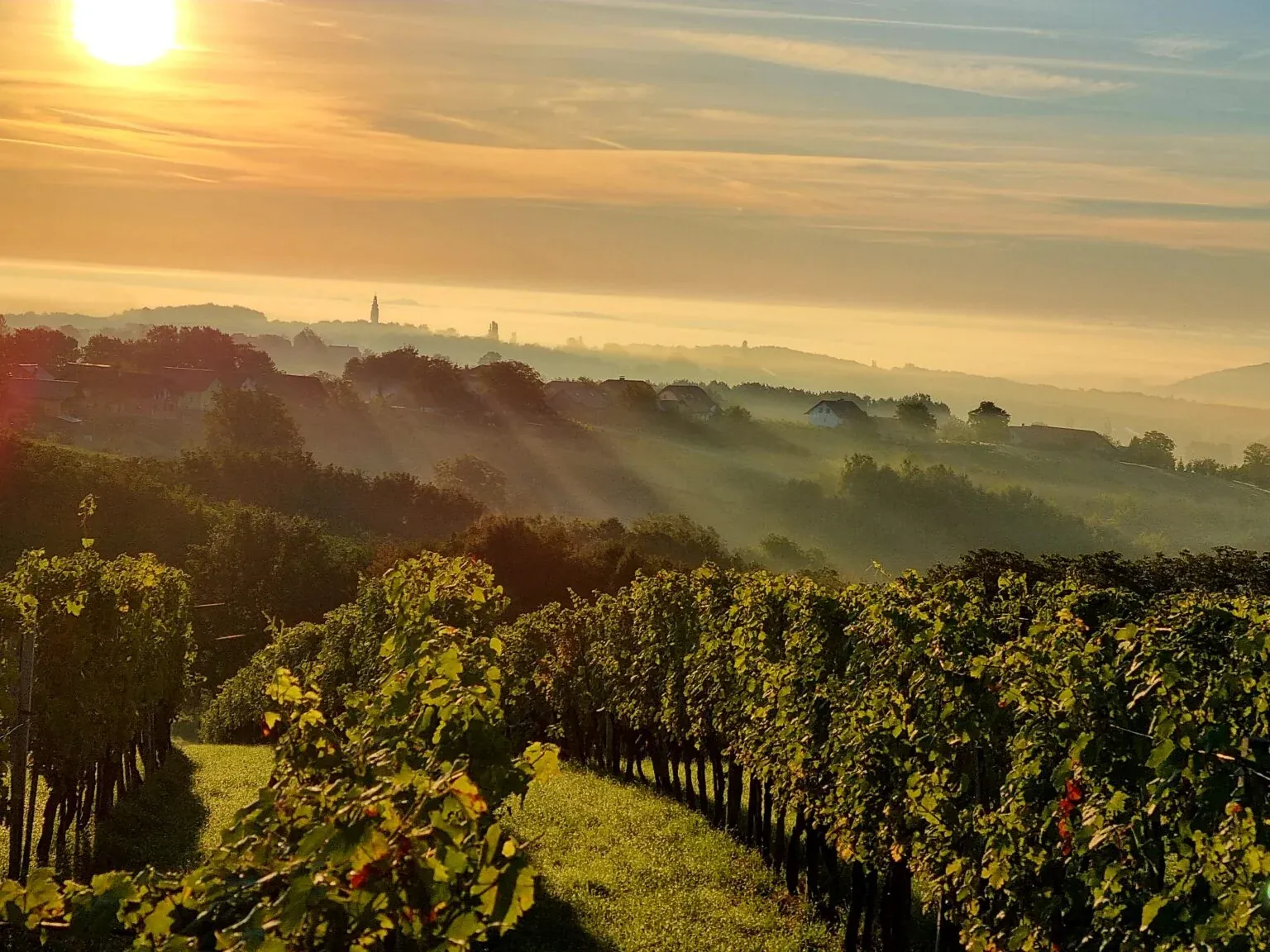 AVOS Wines - 3